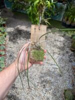 Brassavola Tuberculata - Imagem 2