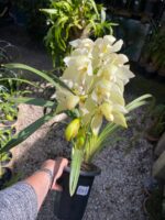 Cymbidium Sarah Jean ''Ford Cascade'' - COLEÇÃO - Imagem 6