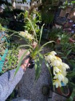 Cymbidium Sarah Jean ''Ford Cascade'' - COLEÇÃO - Imagem 4