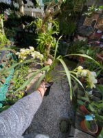 Cymbidium Sarah Jean ''Ford Cascade'' - COLEÇÃO - Imagem 3