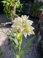 Cymbidium Sarah Jean ''Ford Cascade'' - COLEÇÃO