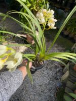 Cymbidium Sarah Jean ''Ford Cascade'' - COLEÇÃO - Imagem 2