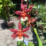 Oncostele Hilo Firecracker ''New Year'' - COLEÇÃO