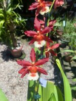 Oncostele Hilo Firecracker ''New Year'' - COLEÇÃO