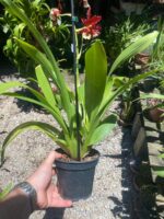 Oncostele Hilo Firecracker ''New Year'' - COLEÇÃO - Imagem 3