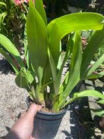 Oncostele Hilo Firecracker ''New Year'' - COLEÇÃO - Imagem 4