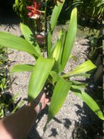 Oncostele Hilo Firecracker ''New Year'' - COLEÇÃO - Imagem 5