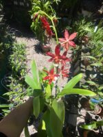 Oncostele Hilo Firecracker ''New Year'' - COLEÇÃO - Imagem 6