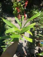 Oncostele Hilo Firecracker ''New Year'' - COLEÇÃO - Imagem 7