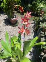 Oncostele Hilo Firecracker ''New Year'' - COLEÇÃO - Imagem 9