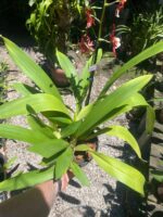 Oncostele Hilo Firecracker ''New Year'' - COLEÇÃO - Imagem 2