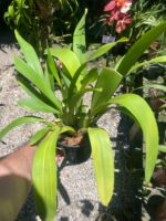 Oncostele Hilo Firecracker ''New Year'' - COLEÇÃO - Imagem 8