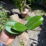 Mini Phalaenopsis Branca