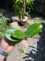 Mini Phalaenopsis Branca