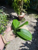 Mini Phalaenopsis Branca - Imagem 6