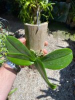 Mini Phalaenopsis Branca - Imagem 4