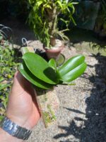 Mini Phalaenopsis Branca - Imagem 5