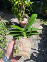 Mini Phalaenopsis Branca - Imagem 3