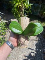 Mini Phalaenopsis Branca - Imagem 2