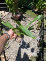 Oncostele H. F. Sangria - COLEÇÃO - Imagem 6