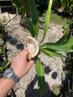 Oncostele H. F. Sangria - COLEÇÃO - Imagem 7