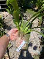 Oncostele H. F. Sangria - COLEÇÃO - Imagem 4