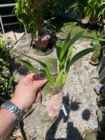 Oncostele H. F. Sangria - COLEÇÃO - Imagem 3