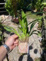 Oncostele H. F. Sangria - COLEÇÃO - Imagem 2