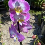 Phalaenopsis Anthura Split - COM FLOR - COLEÇÃO