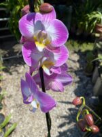 Phalaenopsis Anthura Split - COM FLOR - COLEÇÃO