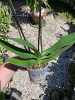 Phalaenopsis Anthura Split - COM FLOR - COLEÇÃO - Imagem 4