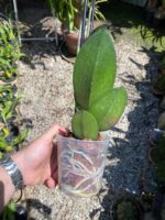 Phalaenopsis Anthura Split - COM FLOR - COLEÇÃO - Imagem 5