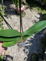 Phalaenopsis Anthura Split - COM FLOR - COLEÇÃO - Imagem 3