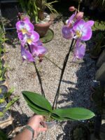 Phalaenopsis Anthura Split - COM FLOR - COLEÇÃO - Imagem 2