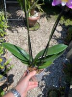 Phalaenopsis Anthura Split - COM FLOR - COLEÇÃO - Imagem 7