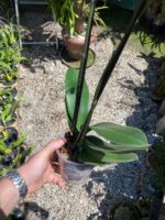 Phalaenopsis Anthura Split - COM FLOR - COLEÇÃO - Imagem 6