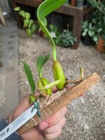 Bulbophyllum Lilacinum x Elassonotum - COLEÇÃO - Imagem 2