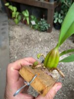 Bulbophyllum Lilacinum x Elassonotum - COLEÇÃO - Imagem 3