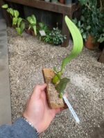 Bulbophyllum Lilacinum x Elassonotum - COLEÇÃO - Imagem 7