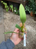 Bulbophyllum Lilacinum x Elassonotum - COLEÇÃO - Imagem 8