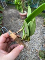 Bulbophyllum Rosthschildianum x Pingtungensis - COLEÇÃO - Imagem 3