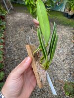 Bulbophyllum Rosthschildianum x Pingtungensis - COLEÇÃO - Imagem 6