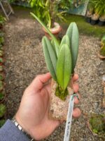 Bulbophyllum Rosthschildianum x Pingtungensis - COLEÇÃO - Imagem 7