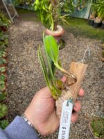 Bulbophyllum Rosthschildianum x Pingtungensis - COLEÇÃO - Imagem 5