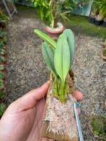 Bulbophyllum Rosthschildianum x Pingtungensis - COLEÇÃO - Imagem 4