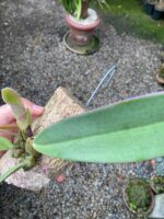 Bulbophyllum Spiesii x Frostii - COLEÇÃO - Imagem 3