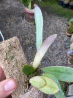 Bulbophyllum Spiesii x Frostii - COLEÇÃO - Imagem 4