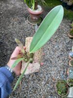 Bulbophyllum Spiesii x Frostii - COLEÇÃO - Imagem 2