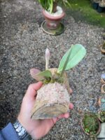 Bulbophyllum Spiesii x Frostii - COLEÇÃO - Imagem 6