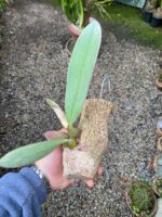 Bulbophyllum Spiesii x Frostii - COLEÇÃO - Imagem 7